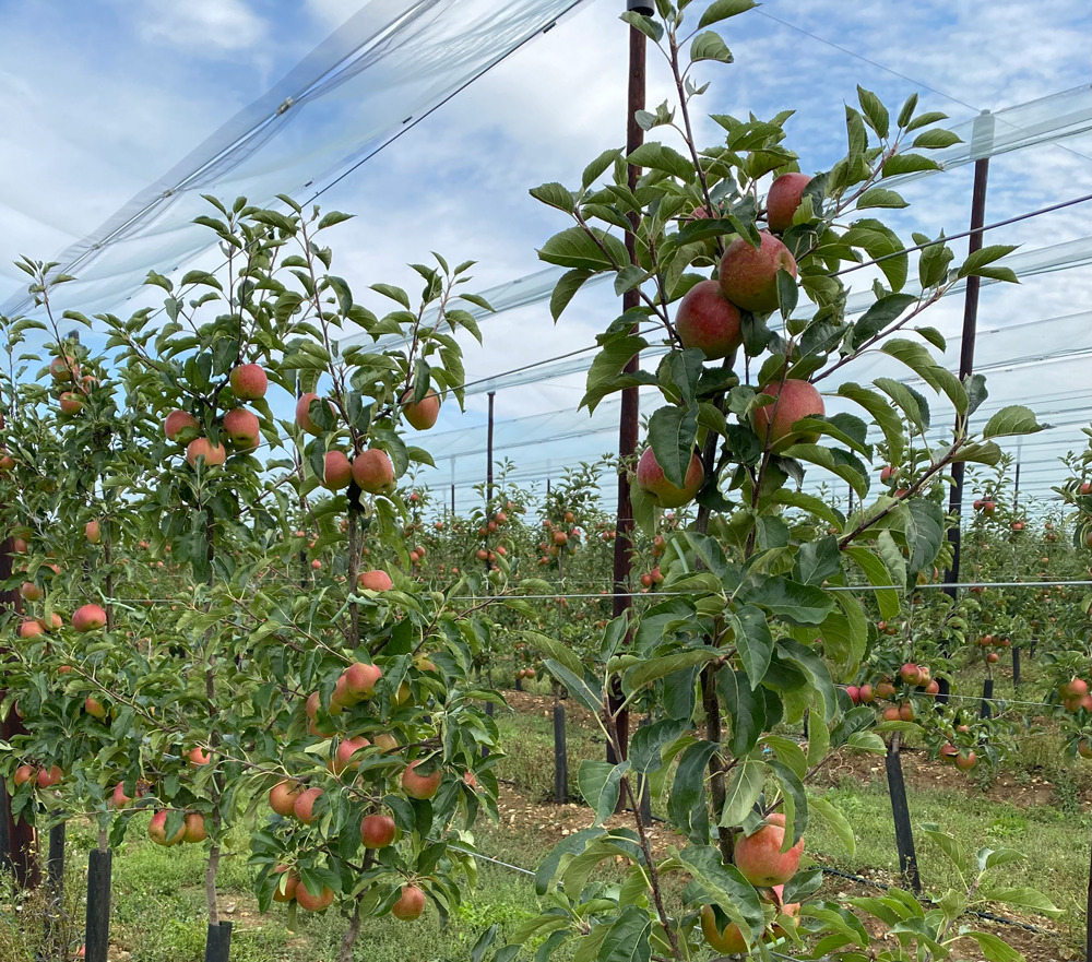Apples